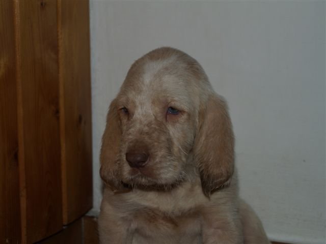02Apollo_puppies 130.jpg